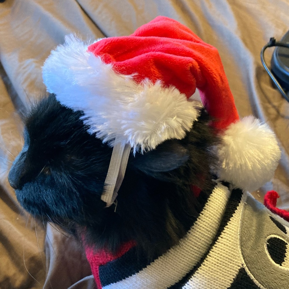 SANTA HAT for pets 🎅🐱🐶